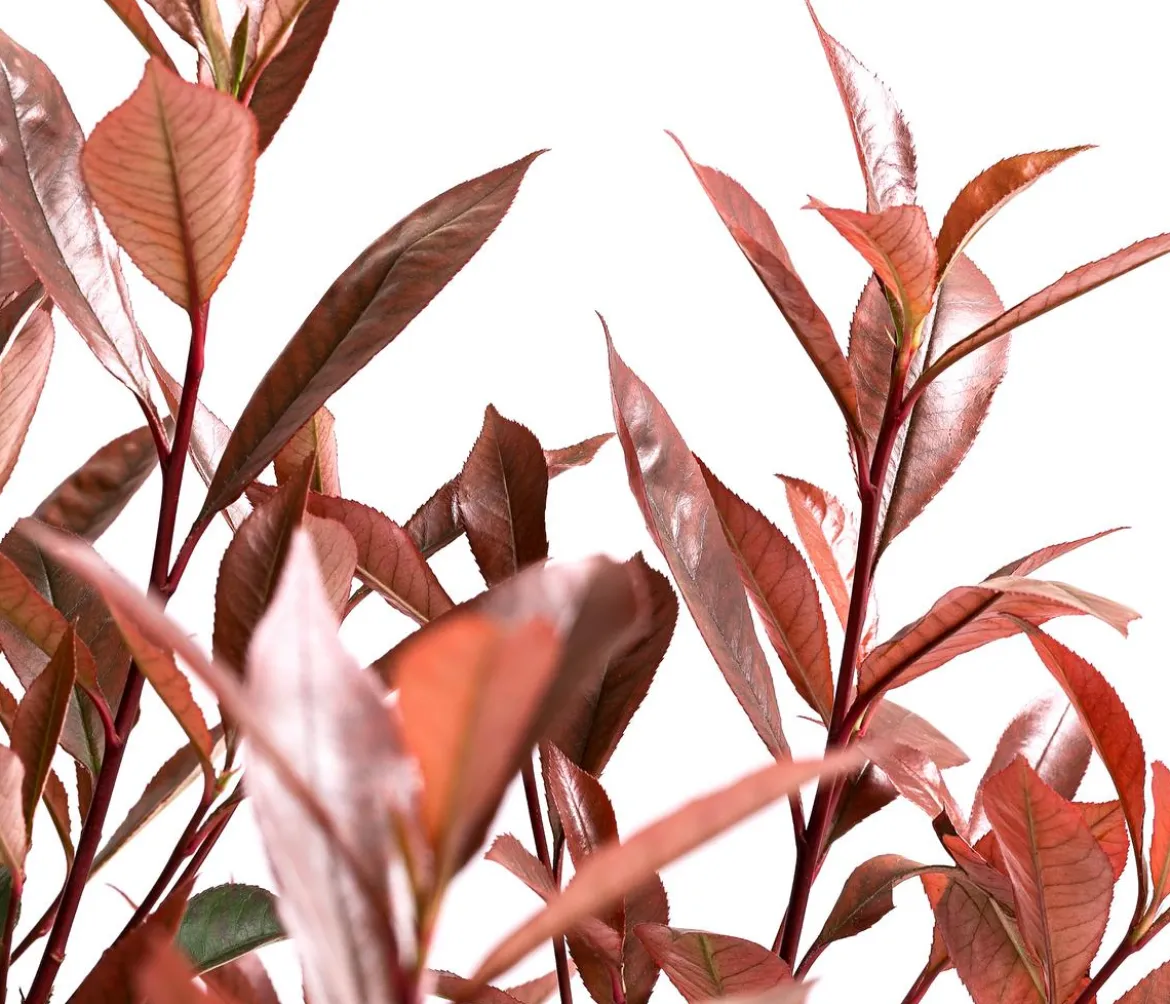 Glanzmispel 'Carré Rouge'