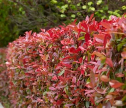Glanzmispel 'Carré Rouge'