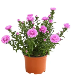 Glattblatt-Aster