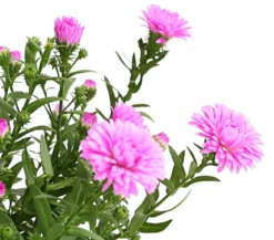 Glattblatt-Aster