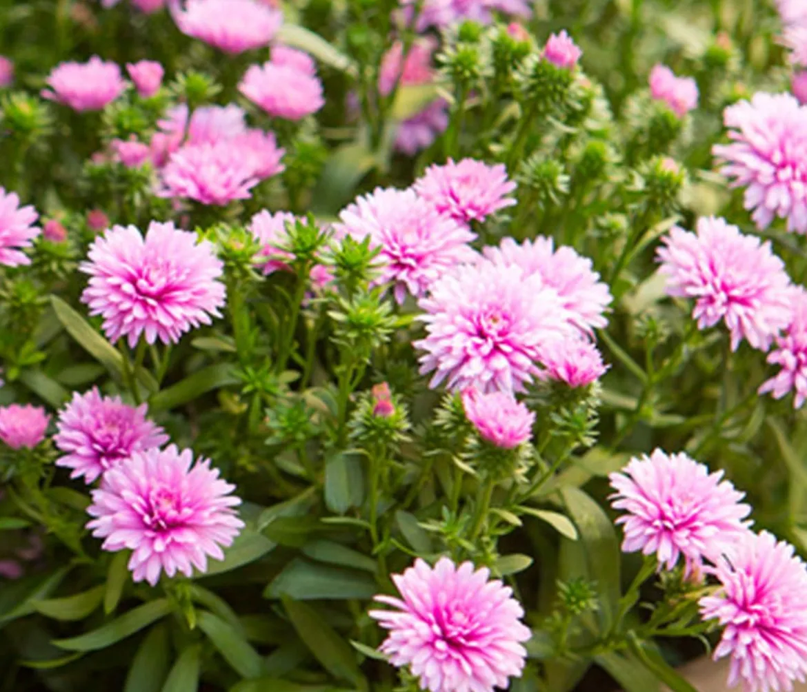 Glattblatt-Aster