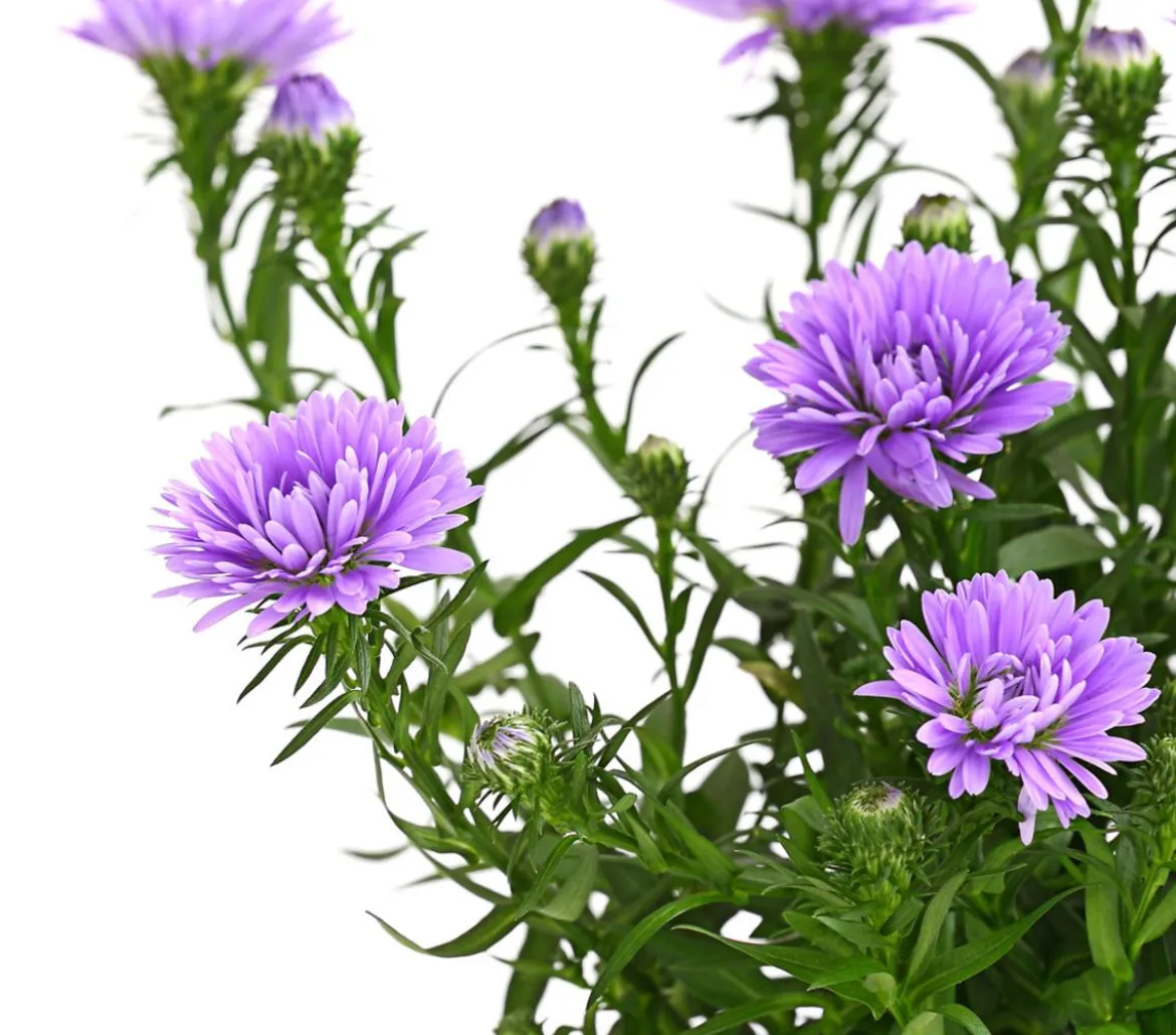 Glattblatt-Aster