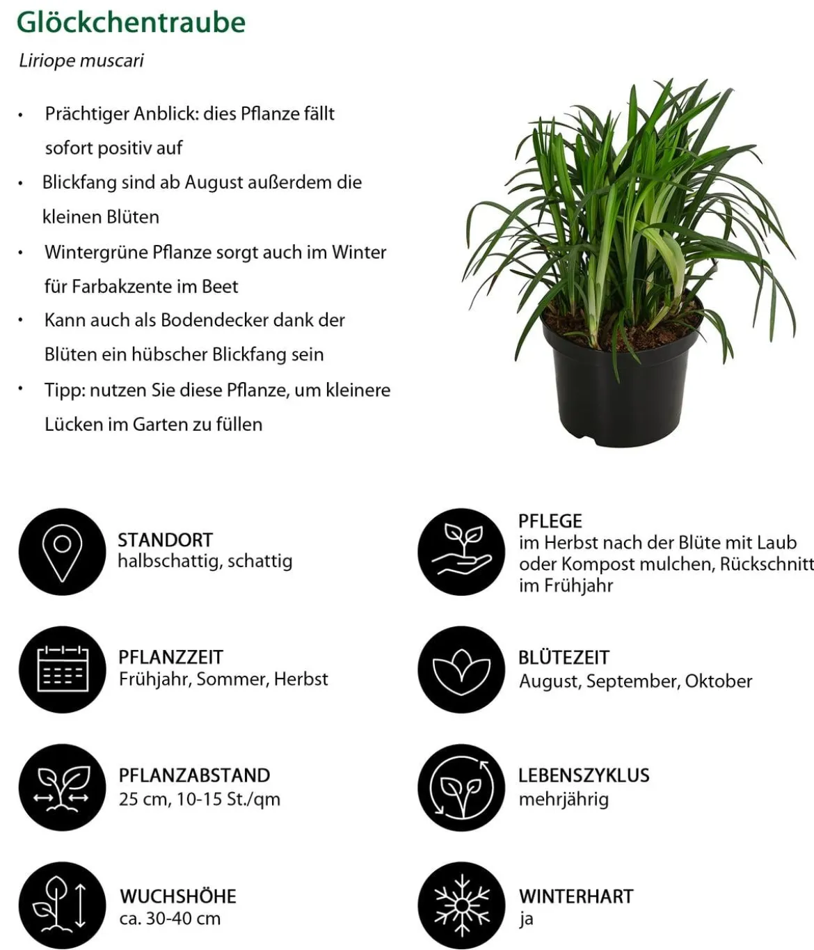Glöckchentraube