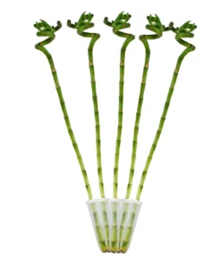 Glücksbambus - Dracaena sanderiana