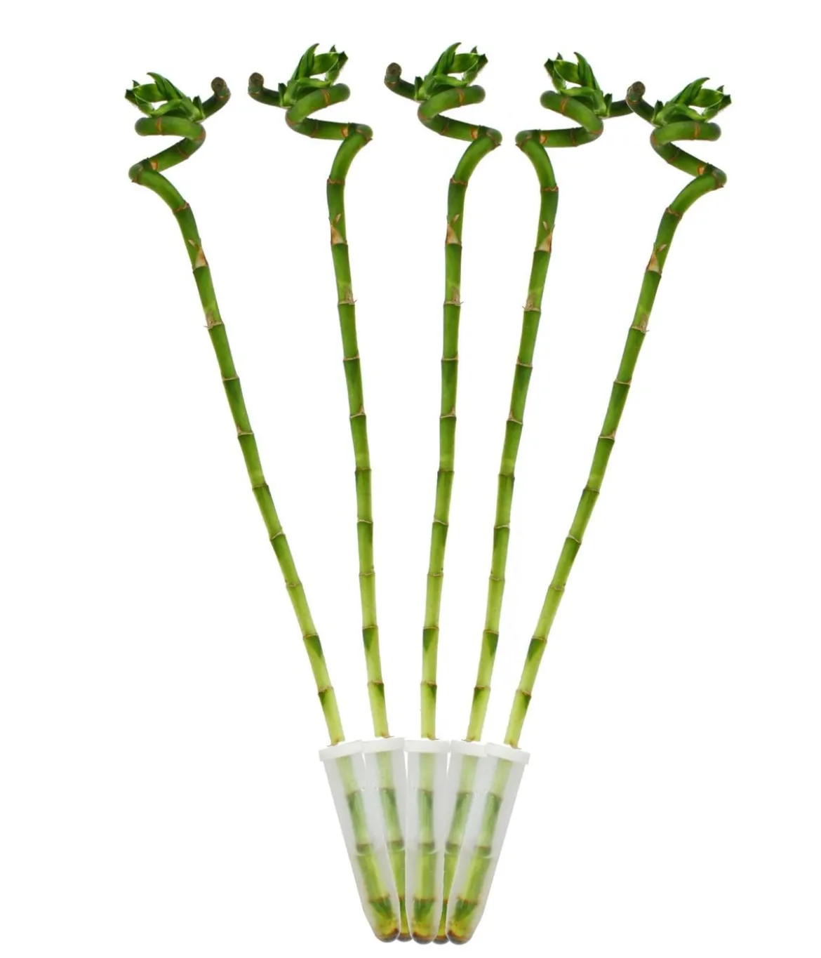 Glücksbambus - Dracaena sanderiana