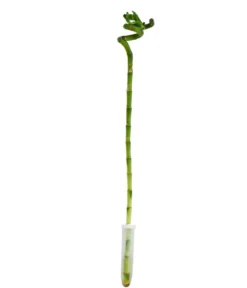 Glücksbambus - Dracaena sanderiana