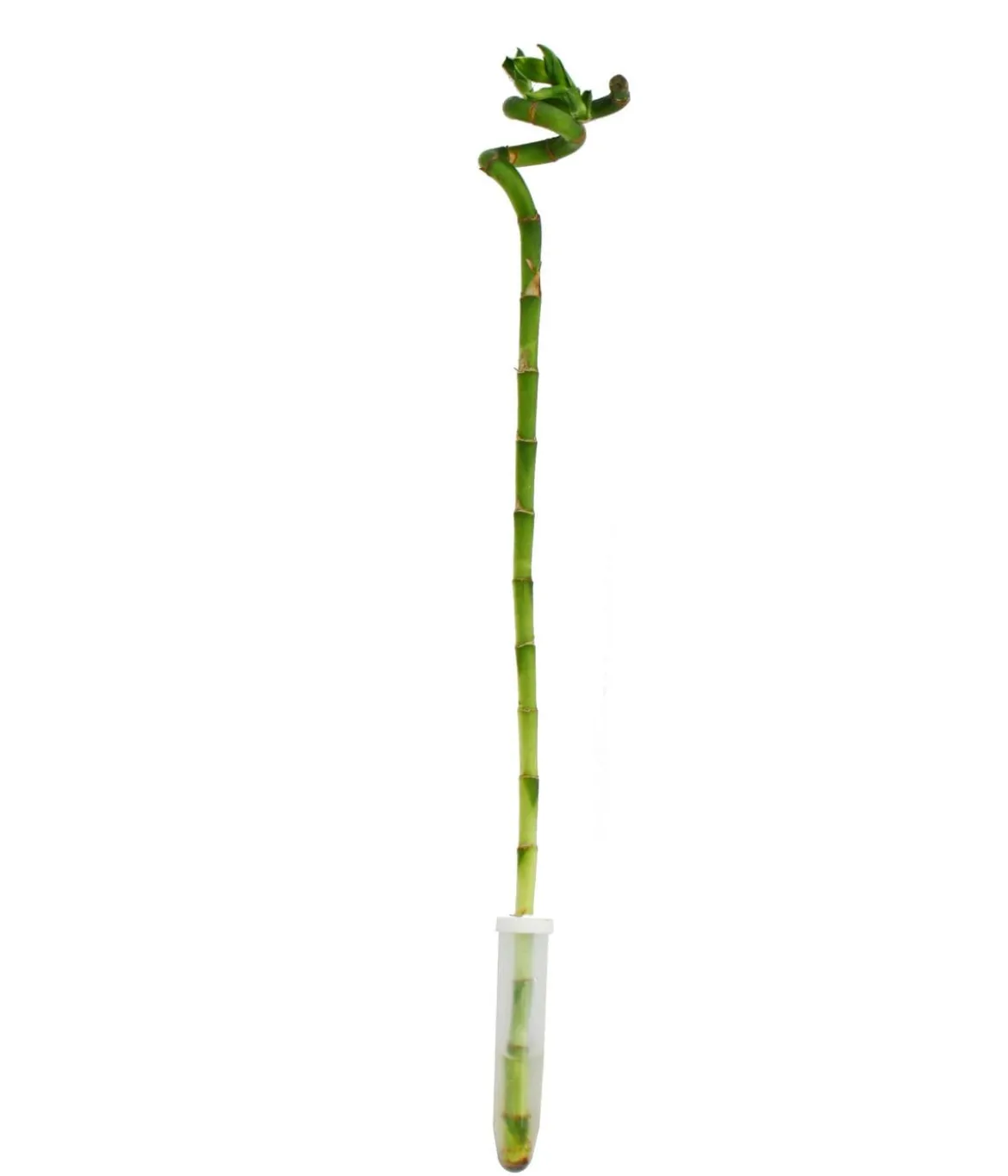 Glücksbambus - Dracaena sanderiana