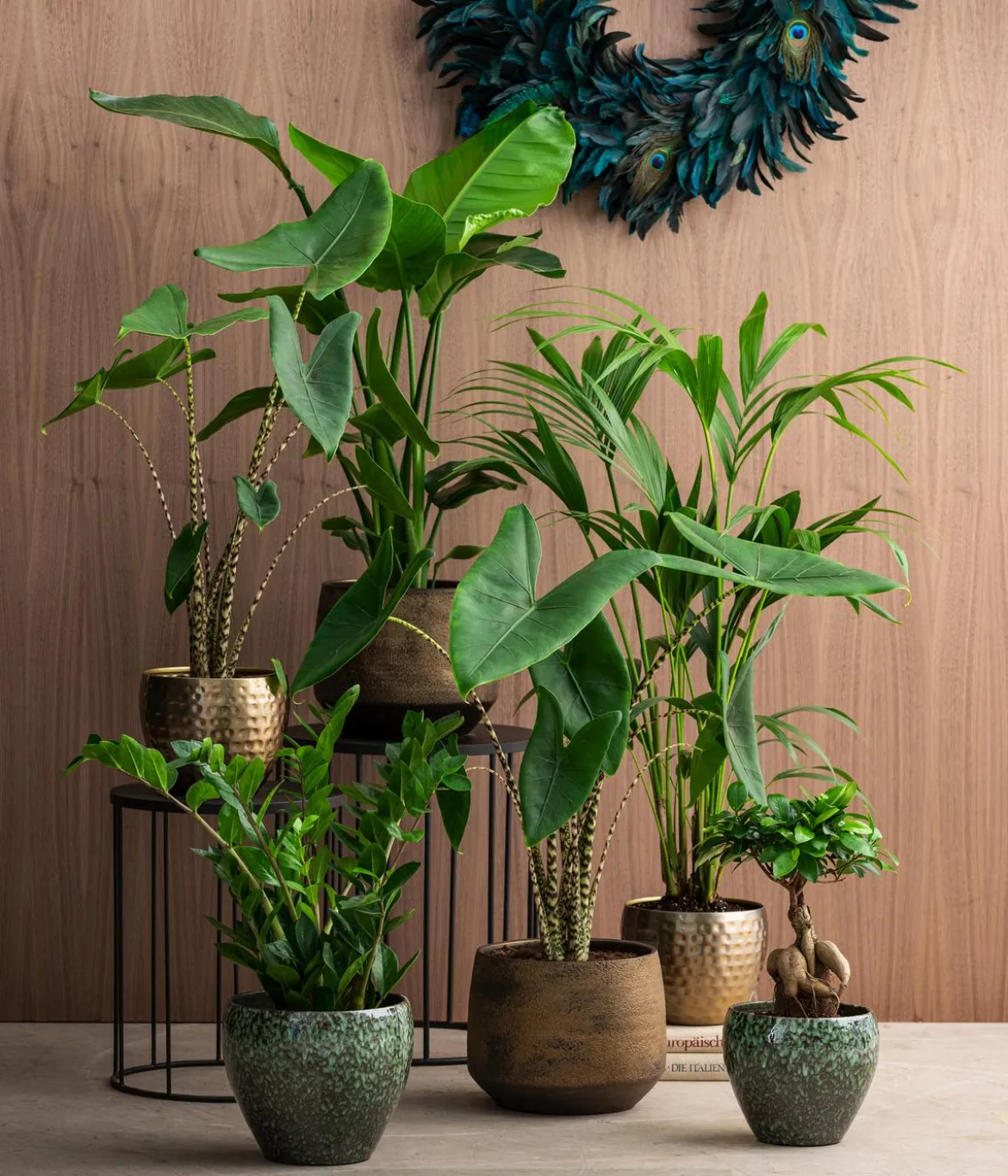 Glücksfeder - Zamioculcas zamiifolia