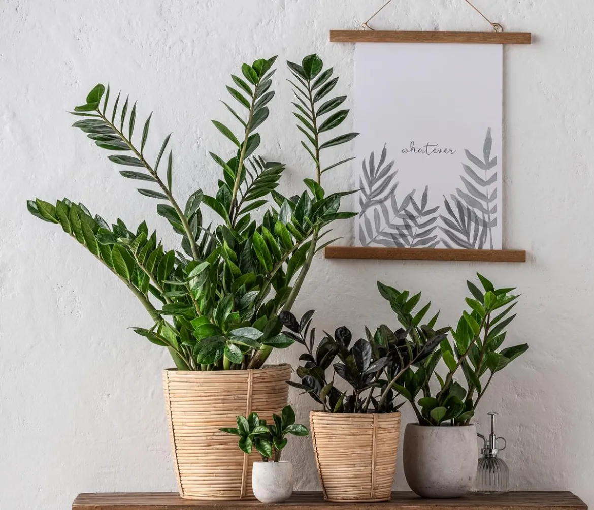 Glücksfeder - Zamioculcas zamiifolia