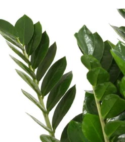 Glücksfeder - Zamioculcas zamiifolia