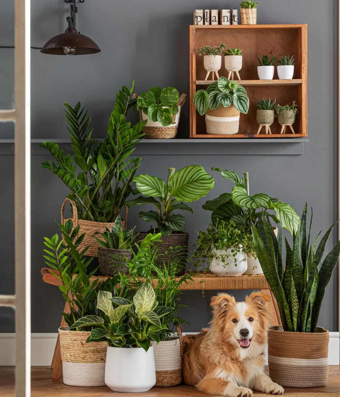 Glücksfeder - Zamioculcas zamiifolia