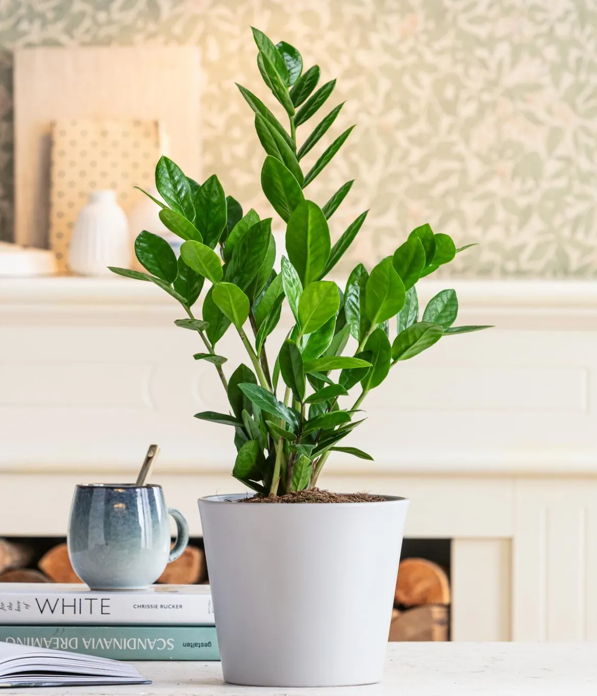 Glücksfeder - Zamioculcas zamiifolia