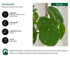 Glückstaler - Pilea peperomioides 'White Splash'