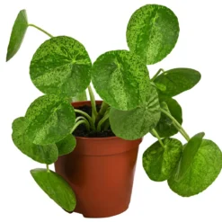 Glückstaler - Pilea peperomioides 'Mojito'