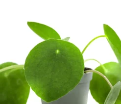 Glückstaler - Pilea peperomioides