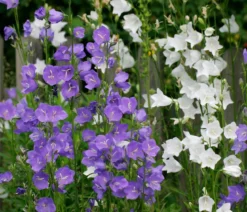 Glockenblume 'Takion', verschiedene Farben