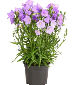 Glockenblume 'Takion', verschiedene Farben