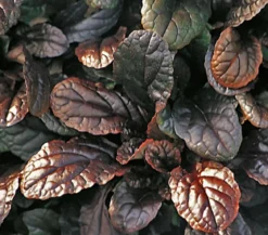 Günsel 'Mahagoni'