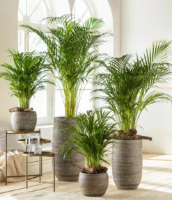 Goldfruchtpalme - Dypsis lutescens