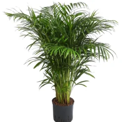 Goldfruchtpalme - Dypsis lutescens, Hydrokultur