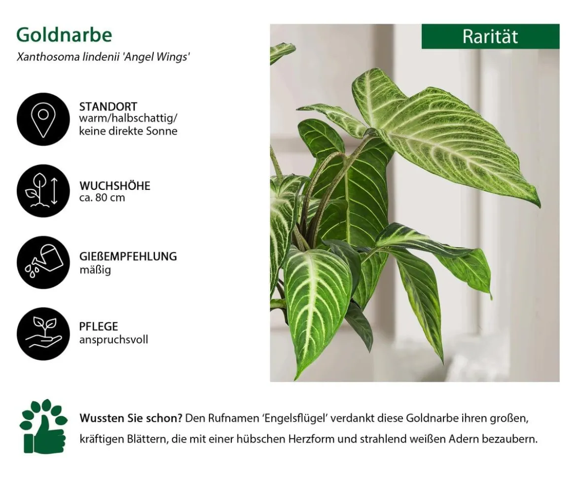 Goldnarbe - Xanthosoma lindenii 'Angel Wings'