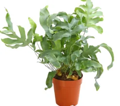 Goldtüpfelfarn - Phlebodium aureum 'Blue Star'