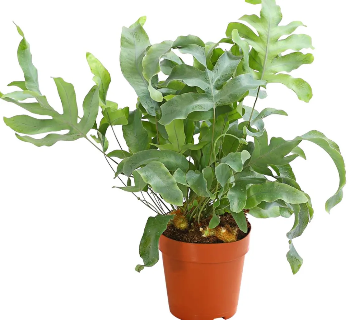 Goldtüpfelfarn - Phlebodium aureum 'Blue Star'