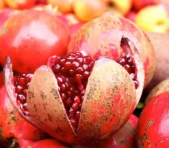 Granatapfel