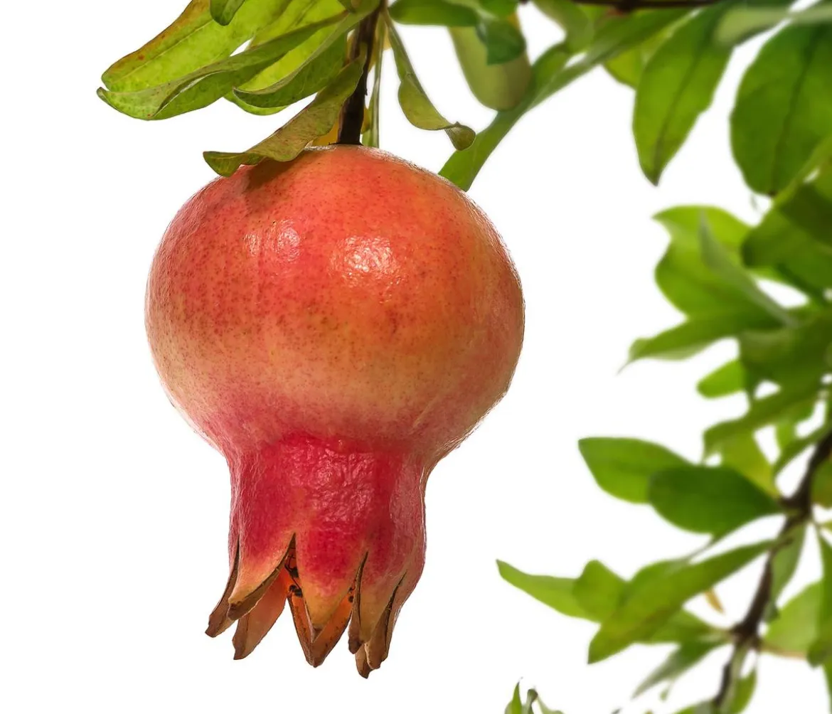 Granatapfel