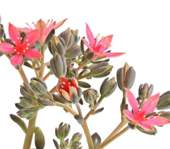 Graptopetalum - Graptopetalum tacitus