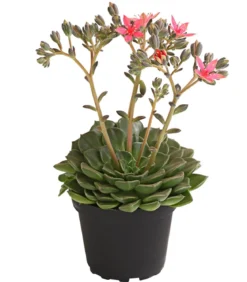 Graptopetalum - Graptopetalum tacitus