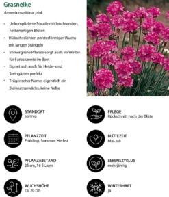 Grasnelke