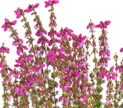 Graue Glockenheide, verschiedene Farben