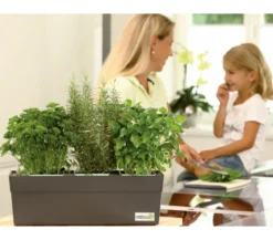 GREENBAR® Blutampfer