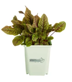 GREENBAR® Blutampfer