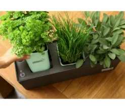 GREENBAR® Erdbeere 'Delizz'