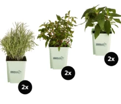 GREENBAR® Exoten-Set, 6-teilig