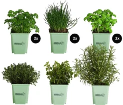GREENBAR® Kräuter-Set Vielfalt, 9-teilig