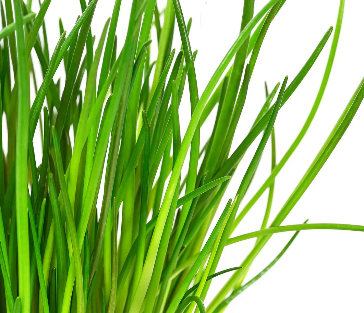 GREENBAR® Kräuter-Set Vielfalt, 9-teilig