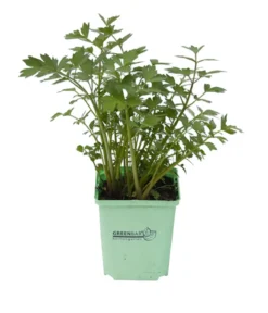 GREENBAR® Liebstock