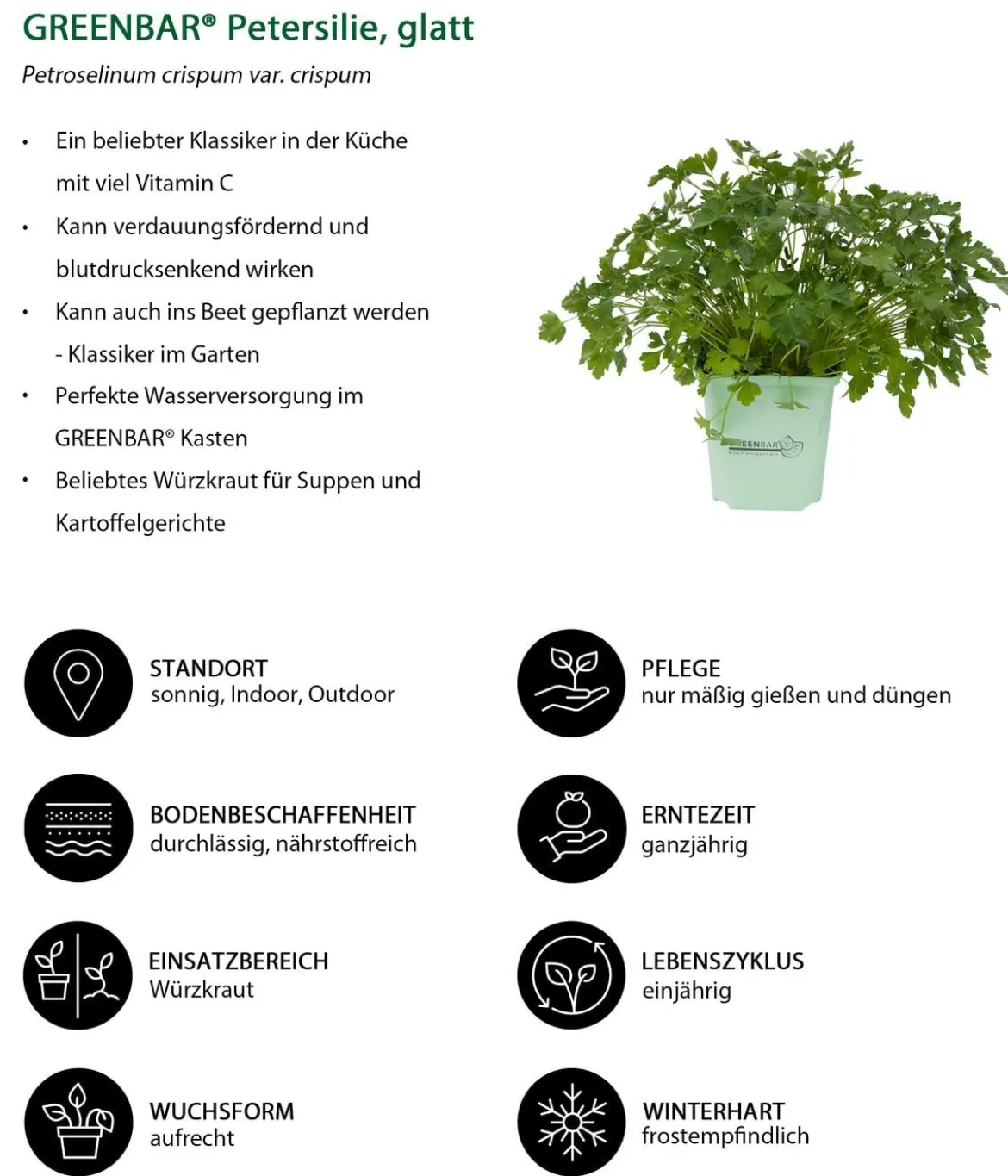 GREENBAR® Petersilie, glatt
