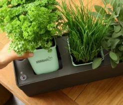 GREENBAR® Rosmarin, hängend