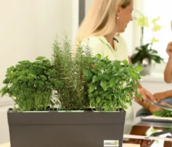 GREENBAR® Rosmarin, hängend