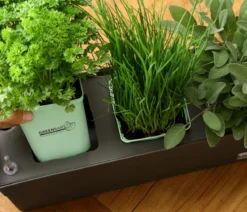 GREENBAR® Rosmarin, stehend