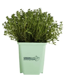 GREENBAR® Thymian