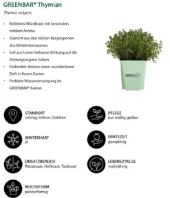 GREENBAR® Thymian