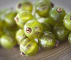Grüne Johannisbeere 'Venny' ®