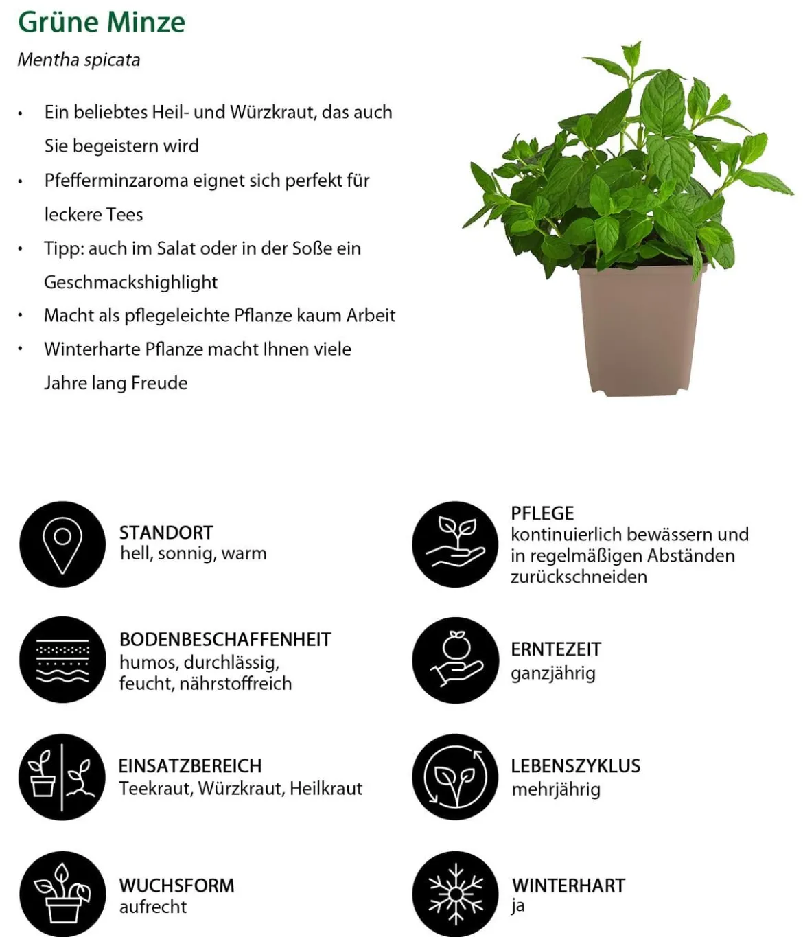Grüne Minze