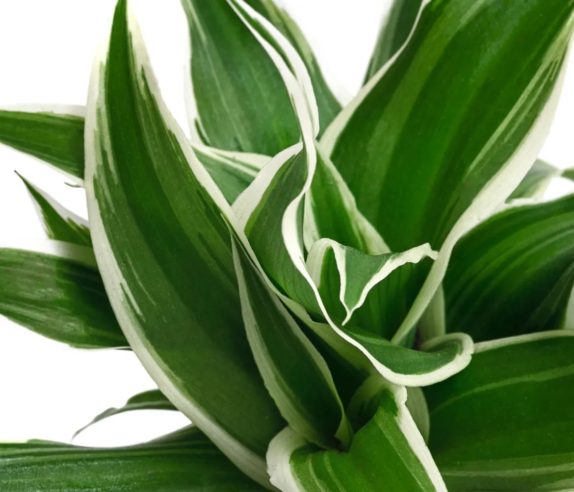 Grünlilie - Chlorophytum