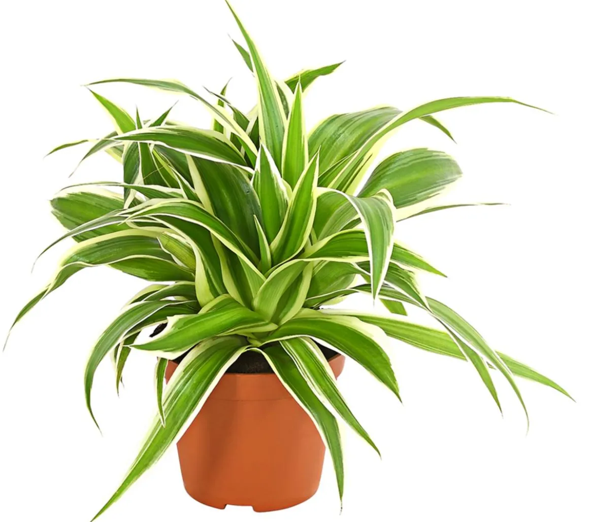 Grünlilie - Chlorophytum comosum 'Variegata'